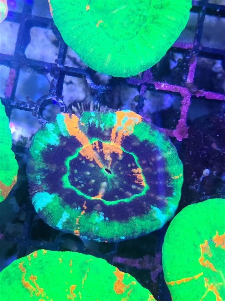 齊河縣開發區金園花卉店