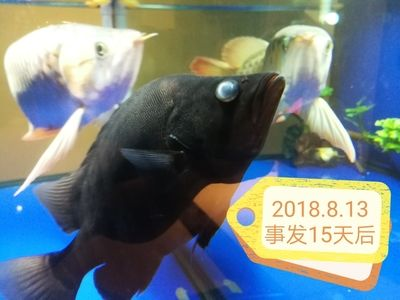 虎魚身體發白怎么治療好：虎魚身體發白怎么治療
