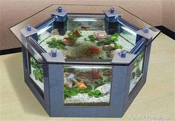 哈密市石油六區金龍魚具店（哈密市石油六區金龍魚具店在哪）