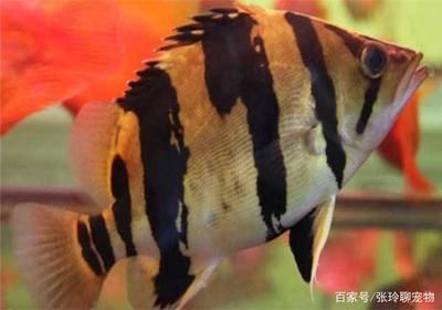 虎魚眼睛內白色的眼珠發黃是什么病癥：虎魚眼睛內白色的眼珠發黃是什么病癥發黃是什么病癥