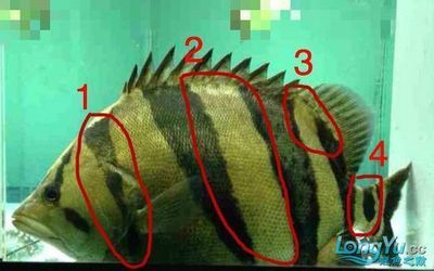 虎魚不包脖：虎魚的包脖是什么？