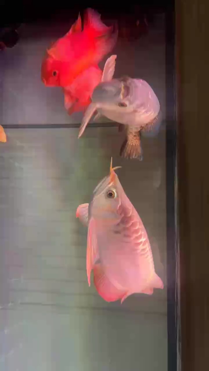架沒少打 掉鱗散尾 家常便飯 狀態好就行