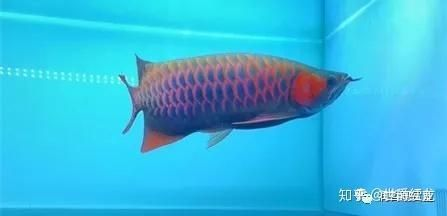 目前什么品牌的紅龍魚最好看又好養活：祥龍魚場紅龍魚品種介紹