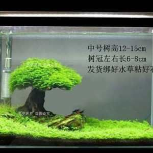 15厘米魚缸造景：15厘米小魚缸造景，創造精致的魚缸景觀， 15厘米魚缸造景：15厘米小魚缸造景，創造精致的魚缸景觀， 魚缸百科 第3張