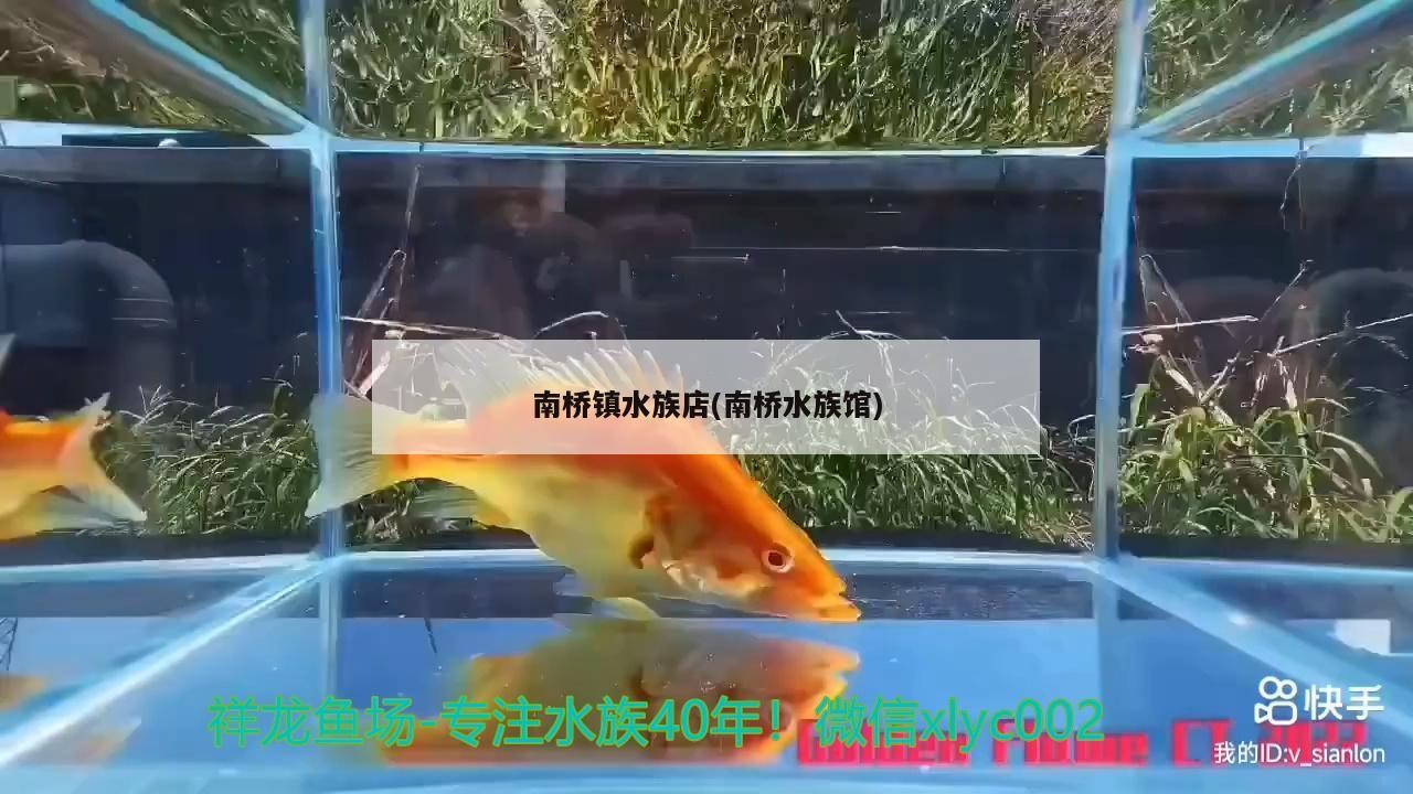 南橋鎮(zhèn)水族店(南橋水族館)
