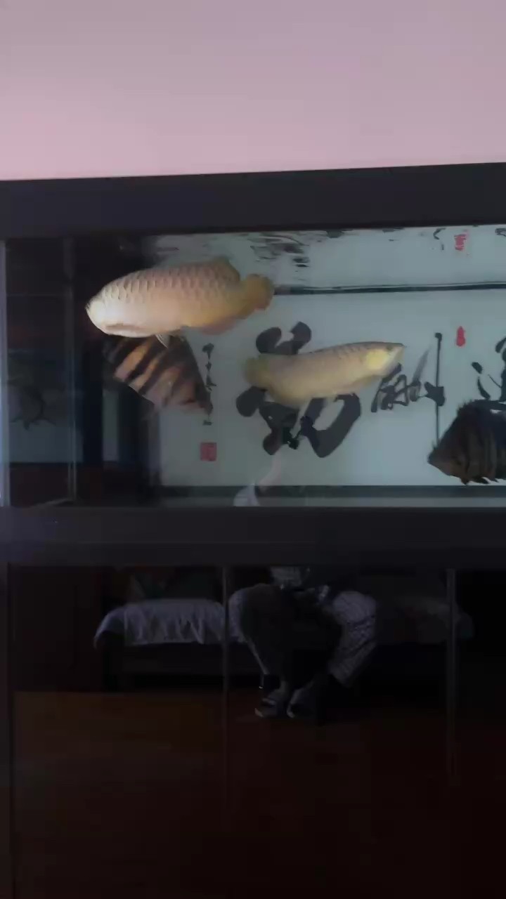 小龍兩周歲