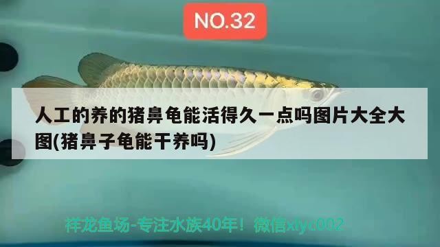 人工的養的豬鼻龜能活得久一點嗎圖片大全大圖(豬鼻子龜能干養嗎)