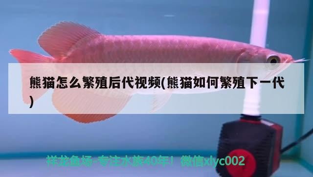 詳細(xì)閱讀:熊貓?jiān)趺捶敝澈蟠曨l(熊貓如何繁殖下一代) 熊貓?jiān)趺捶敝澈蟠曨l(熊貓如何繁殖下一代)