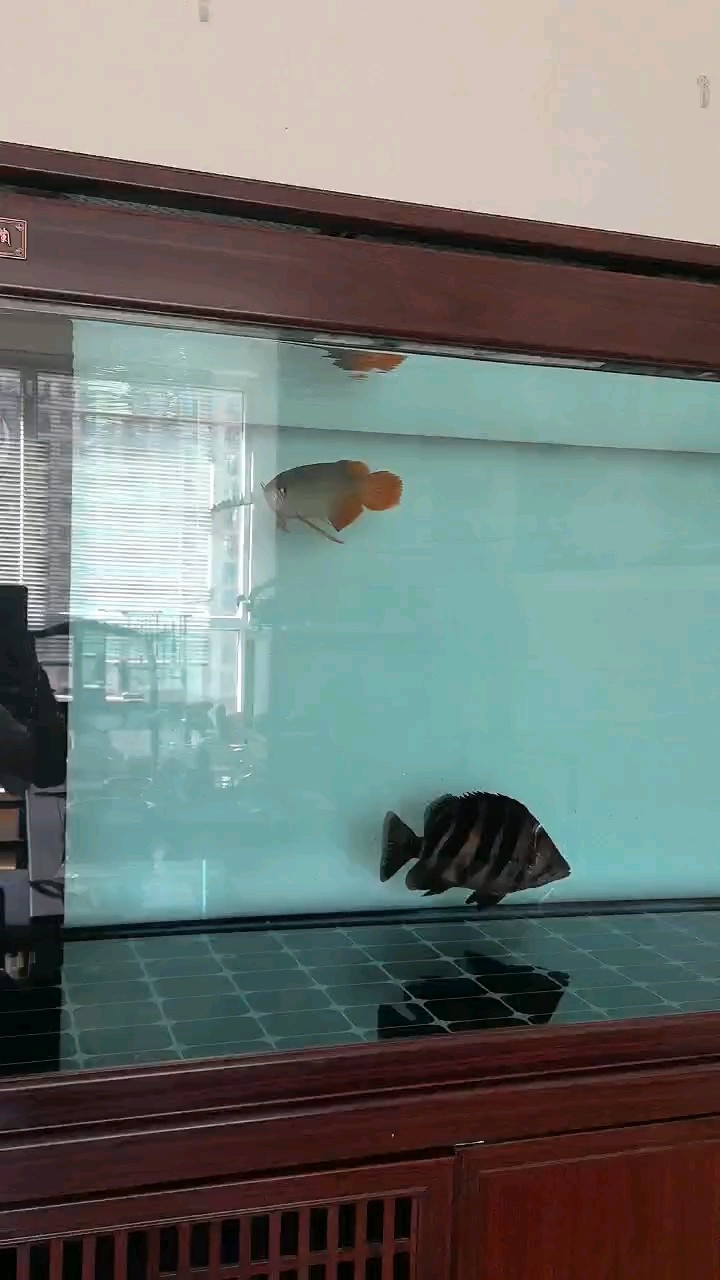 在送走我的金龍兄弟時隔一年之際，又迎來小紅龍一位，希望它在我的盡心照料下好好表現(xiàn)，第一天它的虎魚朋友似乎不太友善，認識需要一個過程??