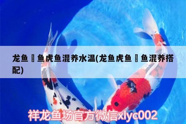 龍魚魟魚虎魚混養(yǎng)水溫(龍魚虎魚魟魚混養(yǎng)搭配)