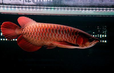 赤血紅龍魚超血紅龍區(qū)別：探索紅龍魚的神秘世界：赤血紅龍與超血紅龍的區(qū)別