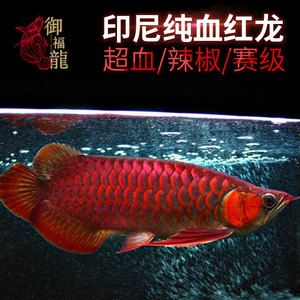 赤血紅龍魚超血紅龍區(qū)別：探索紅龍魚的神秘世界：赤血紅龍與超血紅龍的區(qū)別