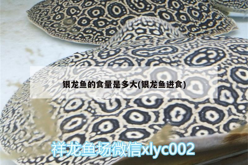 銀龍魚的食量是多大(銀龍魚進食)