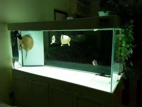 純凈水魚缸為什么水那么渾：魚缸水渾濁的原因及解決方法