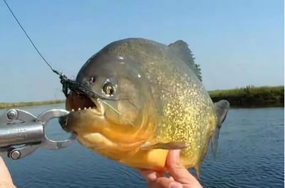 虎魚喂泥鰍要怎么處理：喂養虎魚泥鰍時需要注意一些處理步驟以確保魚兒的健康和安全