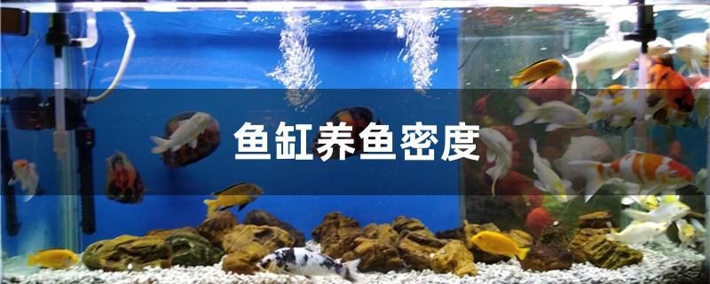 魚缸養(yǎng)魚密度