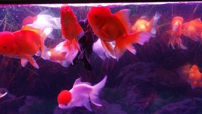 弋江區自然水族館（弋江區自然水族館地址）