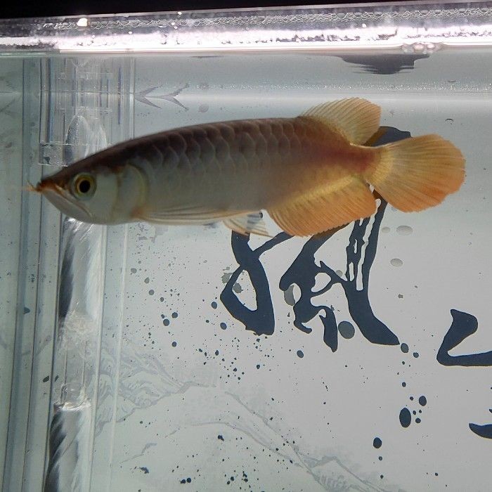 吃了面包蟲絕食了怎么辦