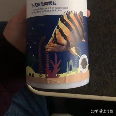 虎魚吃活蝦嗎：虎魚喜歡吃活蝦，但不意味著應該無條件給予，虎魚吃活蝦嗎