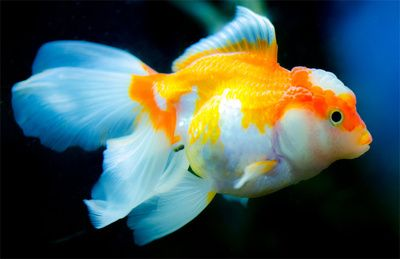 紅龍魚壁紙適合哪些房間？：紅龍魚壁紙適合家庭環(huán)境中的兒童房和客廳