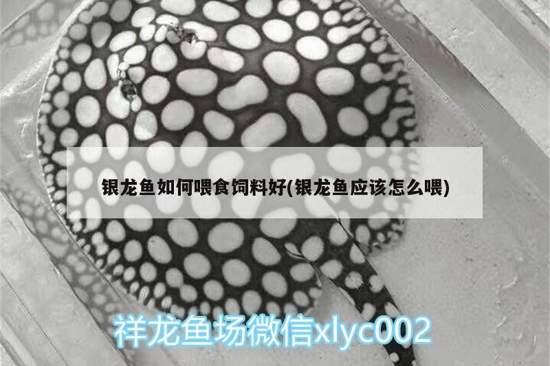 龍魚鰓蓋有洞的判斷方法：龍魚鰓蓋有洞的判斷方法，\