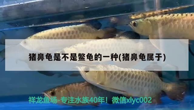 豬鼻龜是不是鱉龜的一種(豬鼻龜屬于)