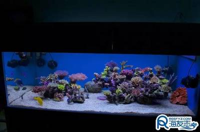 慶大霉素放魚缸里多久換水