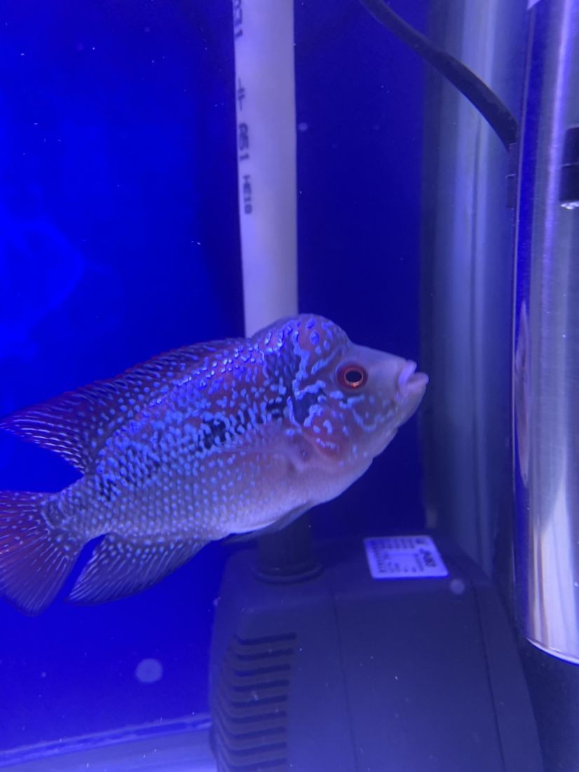 市中區勝利路深藍水族店