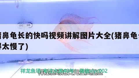 豬鼻龜長(zhǎng)的快嗎視頻講解圖片大全(豬鼻龜長(zhǎng)得太慢了)