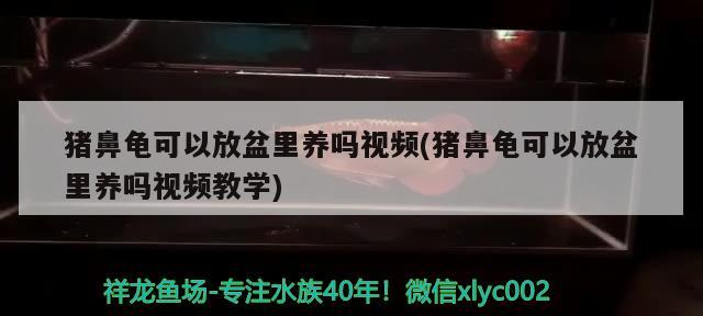 豬鼻龜可以放盆里養嗎視頻(豬鼻龜可以放盆里養嗎視頻教學)