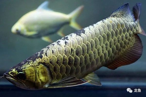 龍魚哪個品種最好過背金龍魚鑒別方法詳解