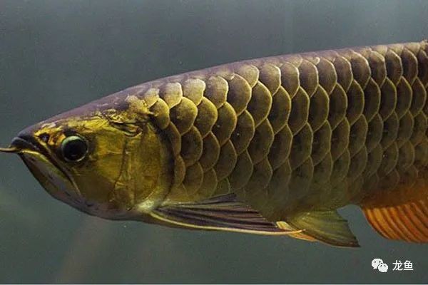龍魚哪個品種最好過背金龍魚鑒別方法詳解