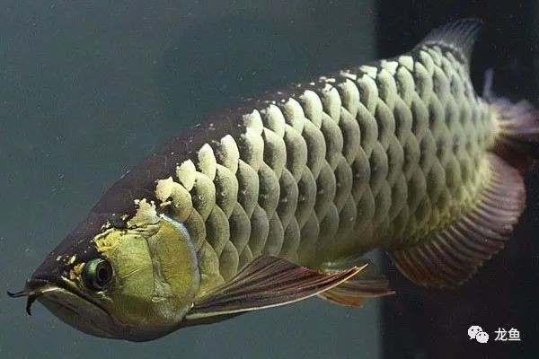 龍魚哪個品種最好過背金龍魚鑒別方法詳解
