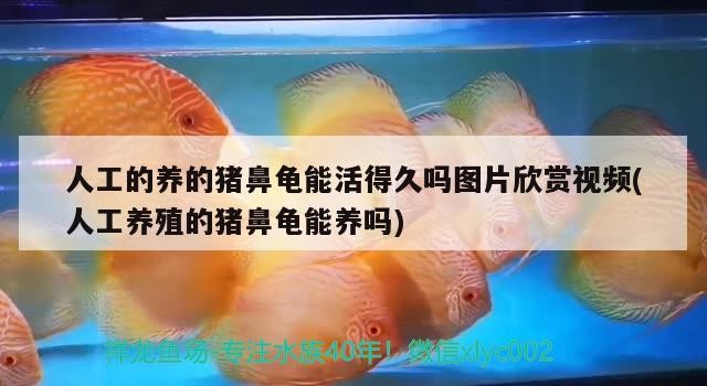人工的養的豬鼻龜能活得久嗎圖片欣賞視頻(人工養殖的豬鼻龜能養嗎)
