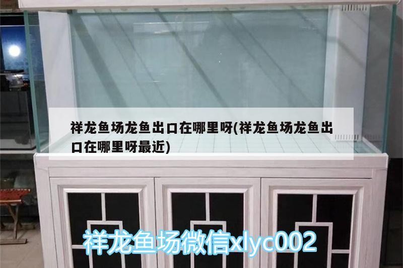 祥龍魚場(chǎng)龍魚出口在哪里呀(祥龍魚場(chǎng)龍魚出口在哪里呀最近)