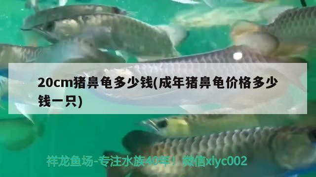 20cm豬鼻龜多少錢(成年豬鼻龜價格多少錢一只)