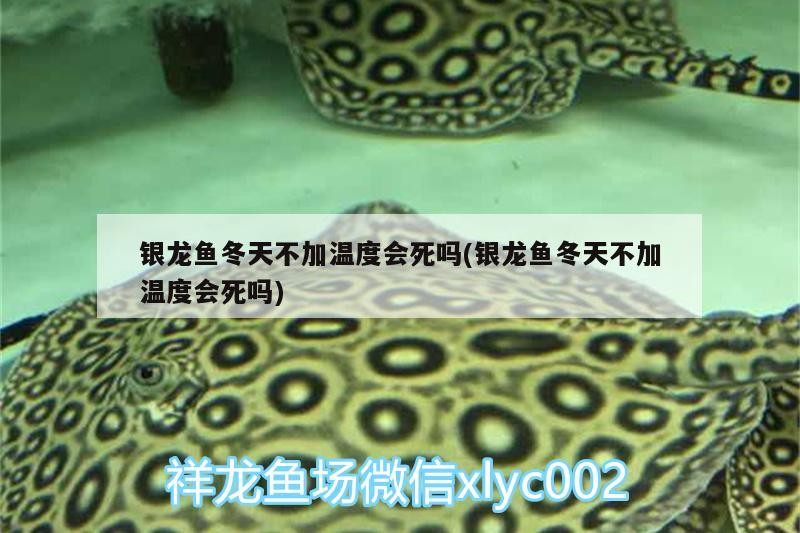 銀龍魚冬天不加溫度會死嗎(銀龍魚冬天不加溫度會死嗎)
