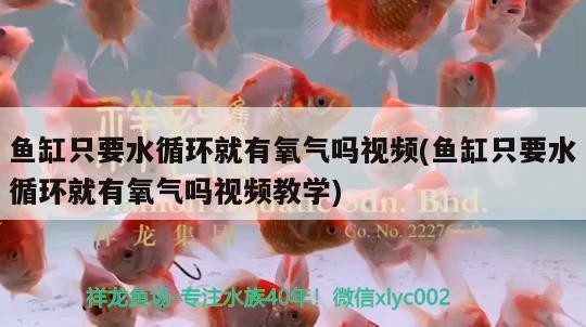 魚缸只要水循環就有氧氣嗎視頻(魚缸只要水循環就有氧氣嗎視頻教學)