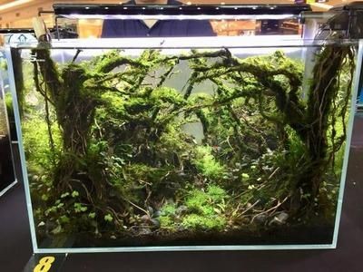 大型原生魚缸造景教學設計：原生態魚缸造景的基本原則