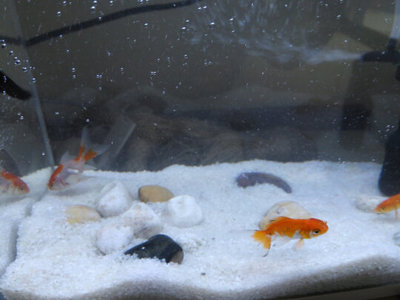 超大龍魚視頻播放（超大龍魚視頻播放在線觀看）