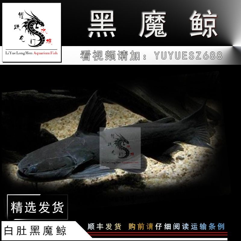 沒事玩一玩小石頭