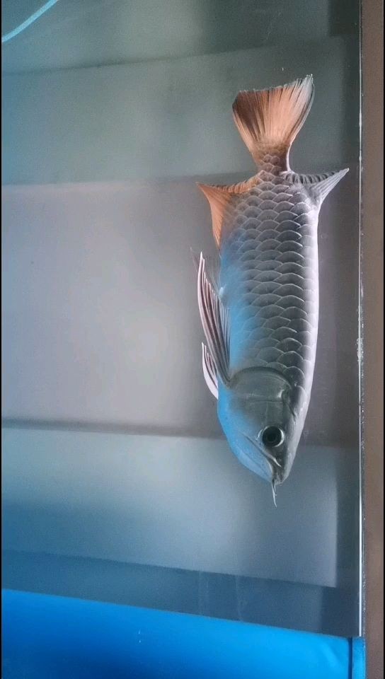 小魚慢慢長大啦 小魚慢慢長大啦 魟魚百科 第1張