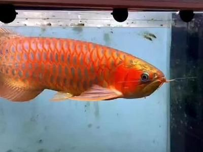紅龍魚為什么被鰭不紅：紅龍魚的顏色變化的奧秘