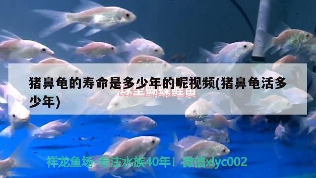 豬鼻龜?shù)膲勖嵌嗌倌甑哪匾曨l(豬鼻龜活多少年)