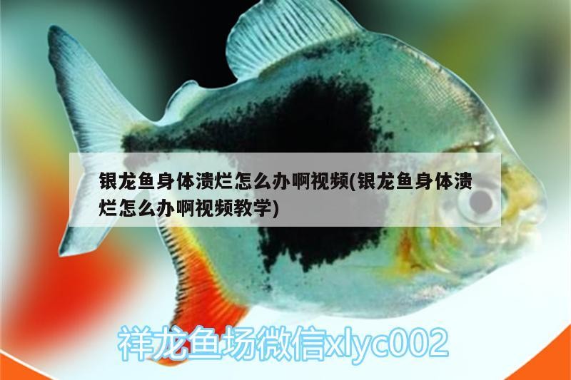銀龍魚身體潰爛怎么辦啊視頻(銀龍魚身體潰爛怎么辦啊視頻教學(xué))