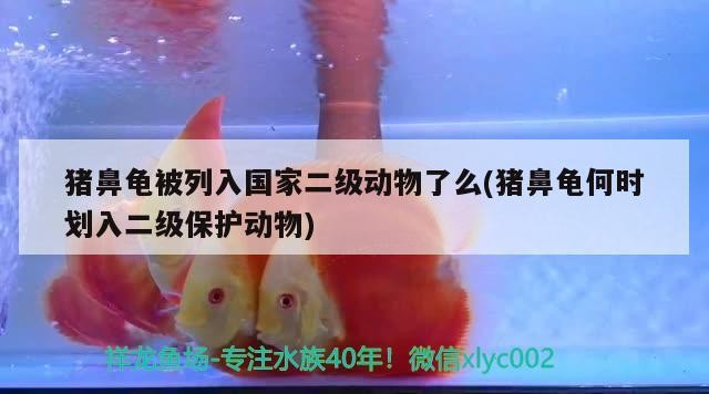 豬鼻龜被列入國家二級(jí)動(dòng)物了么(豬鼻龜何時(shí)劃入二級(jí)保護(hù)動(dòng)物)