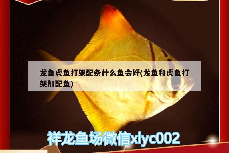 龍魚虎魚打架配條什么魚會好(龍魚和虎魚打架加配魚)