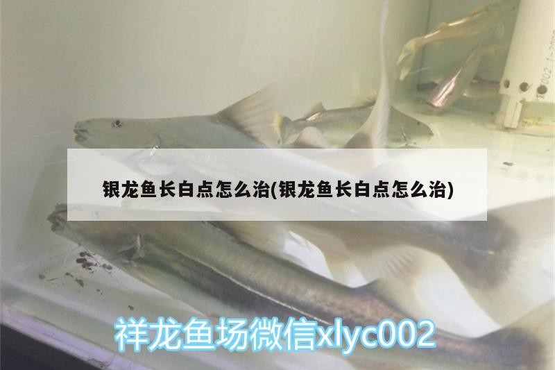 銀龍魚長白點怎么治(銀龍魚長白點怎么治) 銀龍魚長白點怎么治(銀龍魚長白點怎么治) 銀龍魚百科