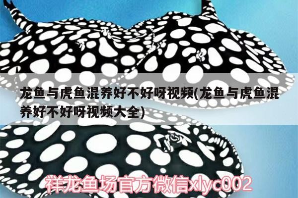 龍魚與虎魚混養好不好呀視頻(龍魚與虎魚混養好不好呀視頻大全) 龍魚與虎魚混養好不好呀視頻(龍魚與虎魚混養好不好呀視頻大全) 虎魚百科