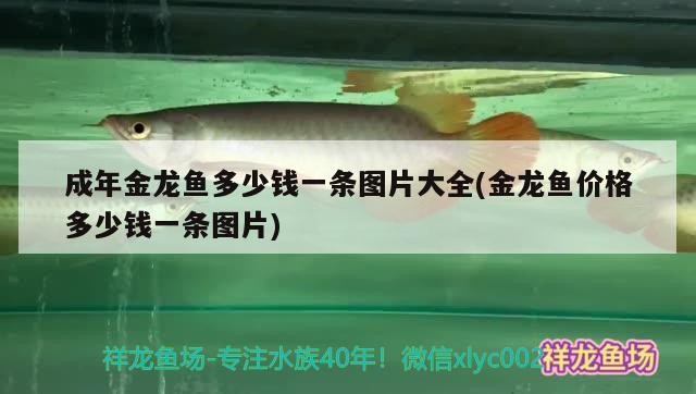 成年金龍魚多少錢一條圖片大全(金龍魚價格多少錢一條圖片)